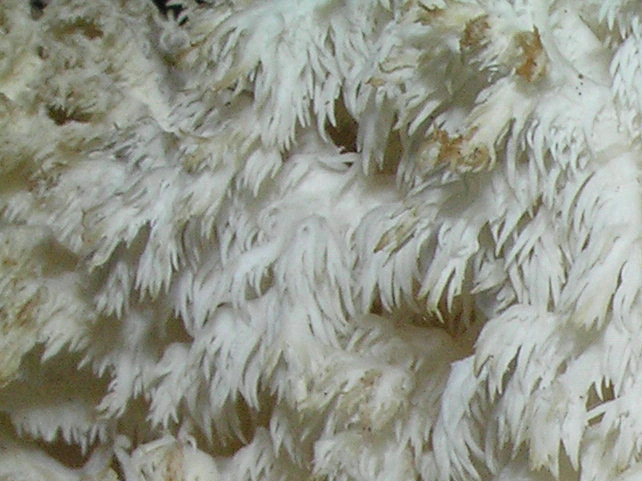 Hericium coralloides?